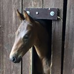 Profile Picture of Peter Rieckmann (@prieckmann) on Instagram