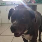Profile Picture of   D U S T Y(@x.dusty.dog.x) |... (@x.dusty.dog.x) on Tiktok