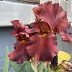 Profile Picture of Lori Lindbloom Peck (@lori.l.peck) on Facebook