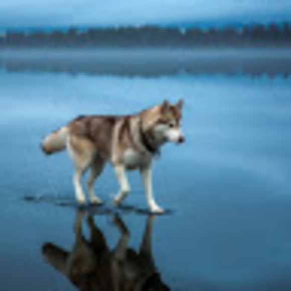 Profile Picture of Richard Ren (@richard2ren) on Poshmark