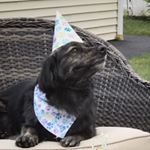 Profile Picture of Mikey Wilson🐶 (@mikey_horatio) on Instagram