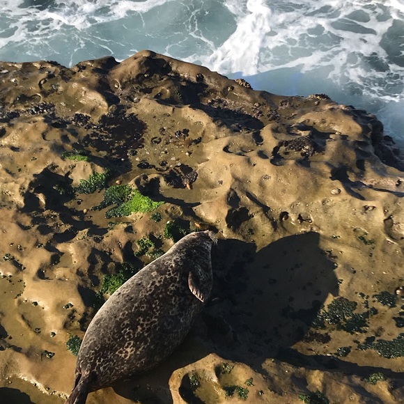 Profile Picture of Katelyn Cline (@krylkc1) on Poshmark