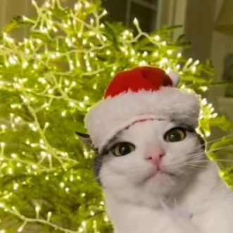 Profile Picture of Андрей славинский (@@andreyslavinsky) on Tiktok