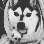 Profile Picture of Dominick and Michael howington (@this_is_indian_tech_support_) on Instagram