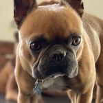 Profile Picture of Jennifer Morrill Thomas (@bruno_the_bougie_frenchie) on Instagram