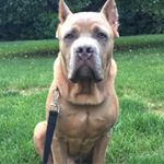 Profile Picture of The Life Of Leo And Bailey (@canecorso_leo) on Instagram