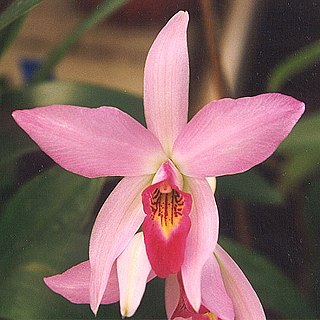 Profile Photo of Laelia - Wikipediaon Wikipedia