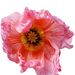 Profile Picture of Tracy Engelhardtsen (@tracyengel) on Pinterest