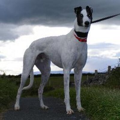 Profile Picture of Kim & Chris Robertson (@porkys22) on Twitter