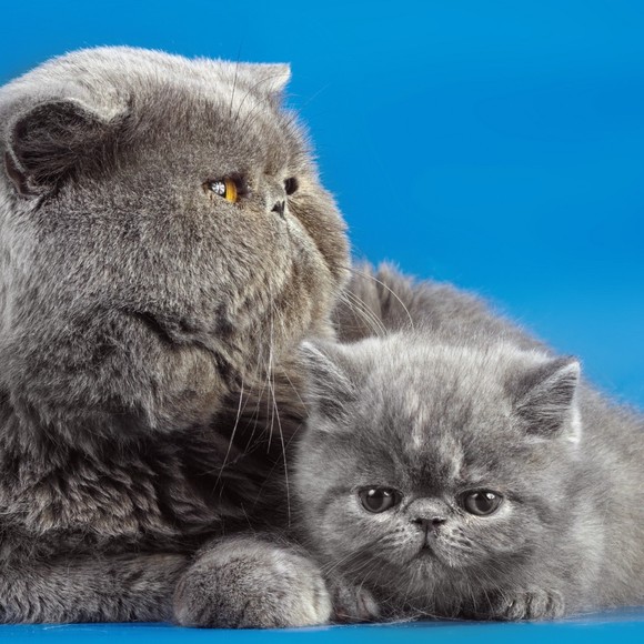 Profile Picture of Merlin Peter (@damiedamie377) on Poshmark