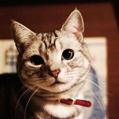 Profile Picture of Alice Meng (@MengAlice) on Twitter