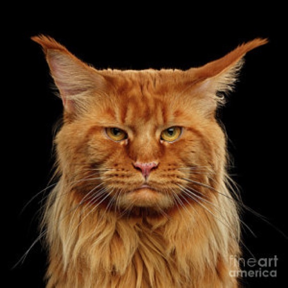 Profile Picture of Scot Hughes (@scoth75) on Poshmark