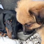 Profile Picture of Leo & Bella (@leoandbellaa) on Instagram