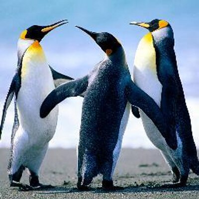 Profile Picture of Felix Olmedo Nuñez (@nuez_felix) on Twitter