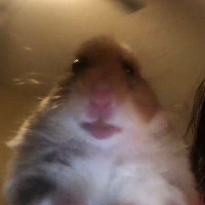 Profile Picture of Aleksandar Stojanovic (@Aleksan26537180) on Twitter