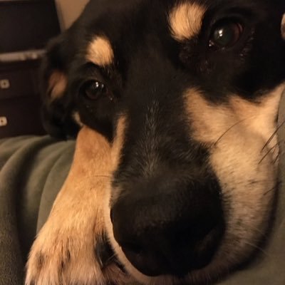 Profile Picture of Savannah_Archer (@SavannahArche16) on Twitter