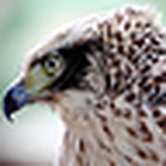 Profile Picture of David Yu (@david_yu0217) on Flickr