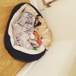 Profile Picture of Lily Belcher (@ted_pugglesworth_belcher) on Instagram