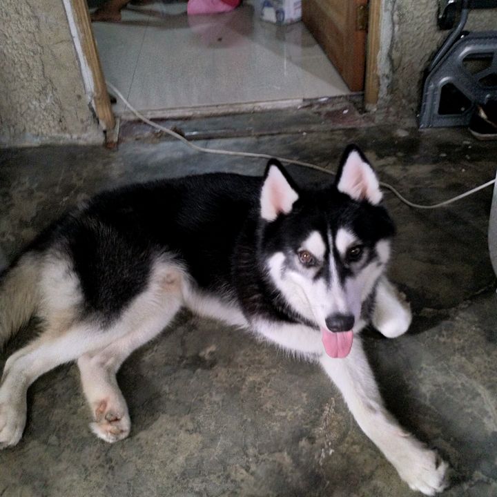 Profile Picture of Michael Inovero (@michaelinovero) on Tiktok