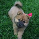 Profile Picture of celina-chowchow (@aciole_celina) on Instagram