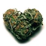 Ganja Indonesia - Instagram Profile Picture of Ganja Indonesia (@lintingganja) on Instagram