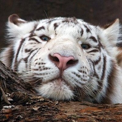 Profile Picture of Daniel Gutierrez (@DaniellyngO) on Twitter