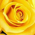 Profile Picture of Jaye Allen (@allenjaye) on Instagram