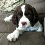 Profile Picture of samuel hickson (@hickson.samuel) on Instagram