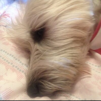 Profile Picture of Rajesh Pancholi (@rajeshpancholi1) on Twitter