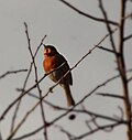 Profile Picture of Dawn chorus (birds)on Wikipedia
