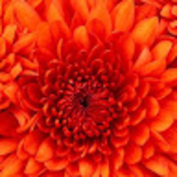 Profile Picture of Lisa Matthews (@lisamatthews123) on Poshmark