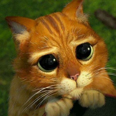 Profile Picture of Christopher Allsop (@flycatcher1970) on Twitter