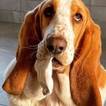 Profile Picture of Hare Kwabberige Hoogheid Coco de Basset Hound uit het Ginneken (@hare_kwabberige_hoogheid_coco) on Instagram