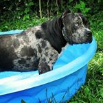 Profile Picture of Candice Lowery (@mythicmerlebullies) on Instagram