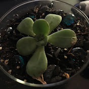 Rosetta Rose - Youtube Profile Picture of Rosetta Rose (@AmeliaLloydGarmadon-je3dz) on Youtube