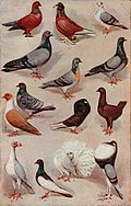 Profile Picture of Domestic pigeon - Wikipediaon Wikipedia