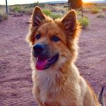 Profile Picture of Barry Strange, PhDog. (@barrybearrobbins) on Instagram