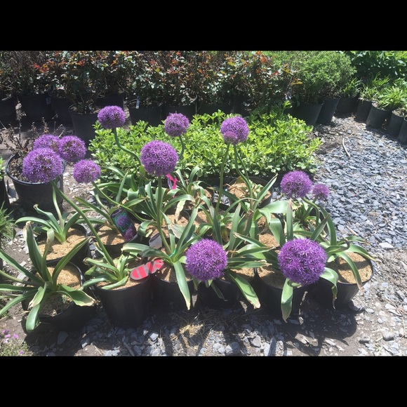 Profile Picture of Christina Degeorge (@mimidee77) on Poshmark