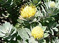 Profile Picture of Leucospermum conocarpodendronon Wikipedia