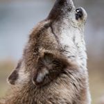 Profile Picture of lorenz candice (@lorenzcandice) on Instagram