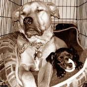 Profile Picture of Christopher Choy (@christopherchoy1980) on Youtube