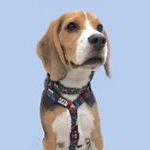 Profile Picture of BEAGLE  B O B (@crazybeaglebob) on Instagram
