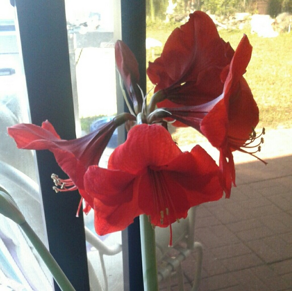 Profile Picture of Elena Chreene (@goldsboro) on Poshmark