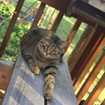 Profile Picture of Benjamin Cooke (@benjibot42) on Instagram