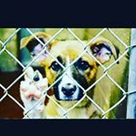 Profile Picture of Alyssa Scruggs (@animal._abuse._is._wrong) on Instagram