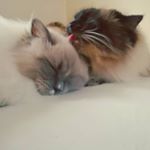 Profile Picture of SE *Lilla Åsas (@linda.norman80) on Instagram
