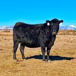 Profile Picture of Brady Farnsworth (@fbarcattle) on Instagram