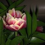 Profile Picture of 🇲🇽🇺🇸 (@amanda.abeja) on Instagram