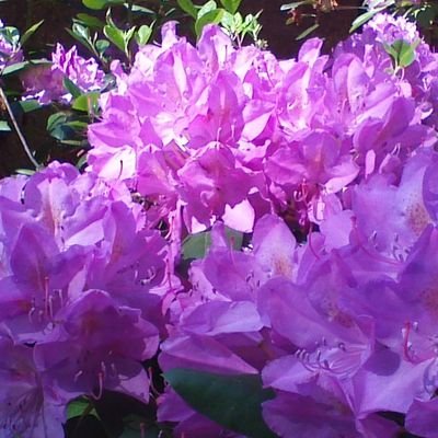 Profile Picture of Janet Cintron (@JanetCintron7) on Twitter