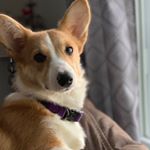 Profile Picture of Roxy Richardson (@roxy__thecorgi) on Instagram